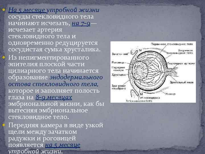  На 5 месяце утробной жизни сосуды стекловидного тела начинают исчезать, на 7 -9—