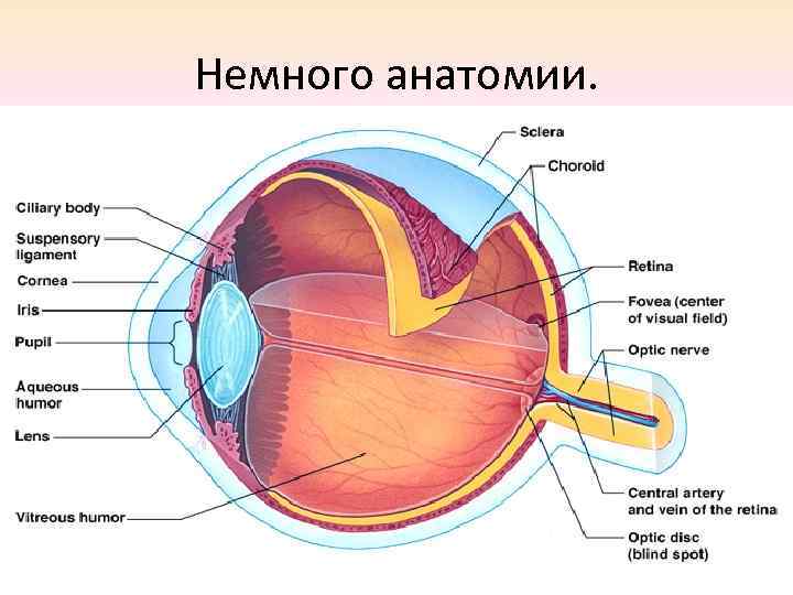 Немного анатомии. 