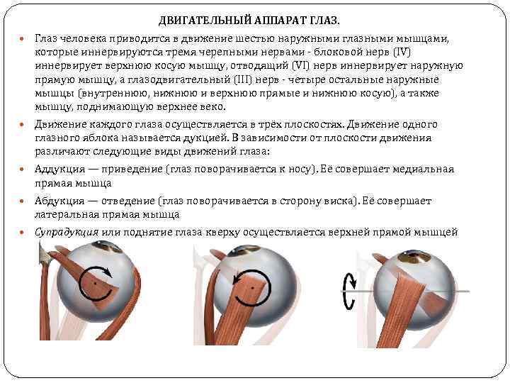 ДВИГАТЕЛЬНЫЙ АППАРАТ ГЛАЗ. Глаз человека приводится в движение шестью наружными глазными мышцами, которые иннервируются