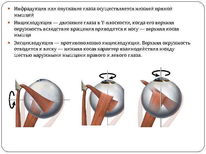  Инфрадукция или опускание глаза осуществляется нижней прямой мышцей Инциклодукция — движение глаза в