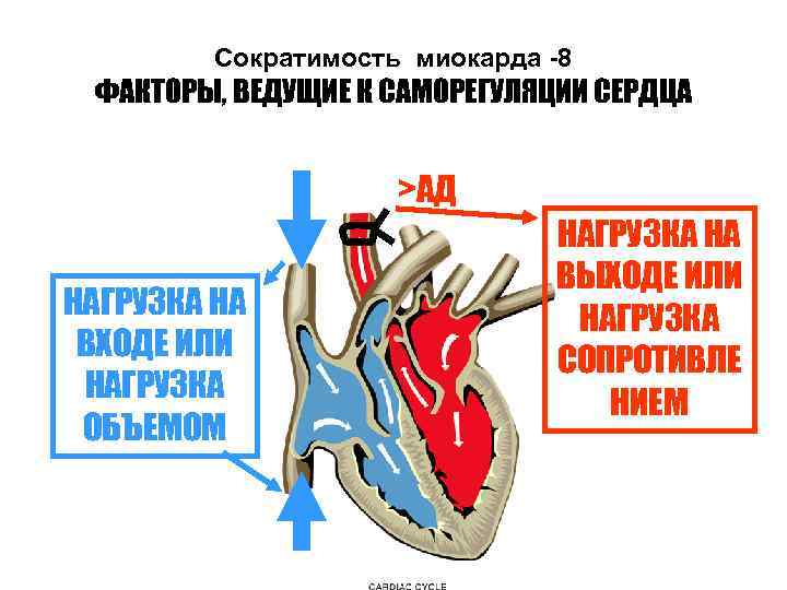 Сократимость миокарда -8 ФАКТОРЫ, ВЕДУЩИЕ К САМОРЕГУЛЯЦИИ СЕРДЦА >АД НАГРУЗКА НА ВХОДЕ ИЛИ НАГРУЗКА