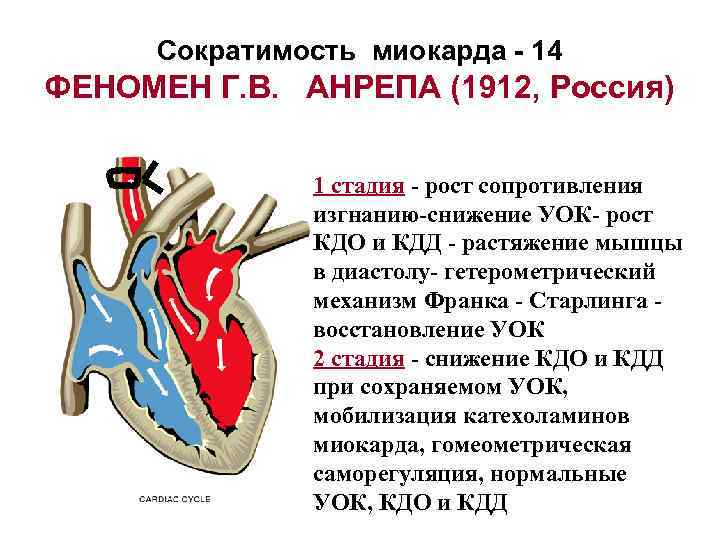 Сократимость миокарда - 14 ФЕНОМЕН Г. В. АНРЕПА (1912, Россия) 1 стадия - рост