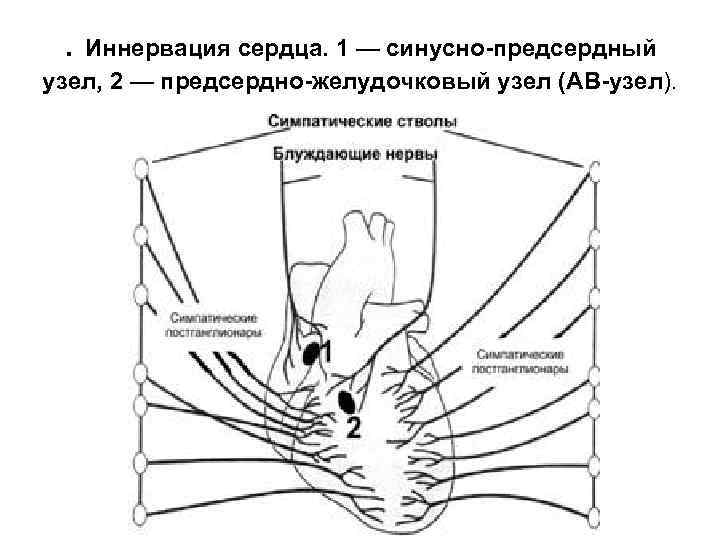 . Иннервация сердца. 1 — синусно-предсердный узел, 2 — предсердно-желудочковый узел (АВ-узел). 