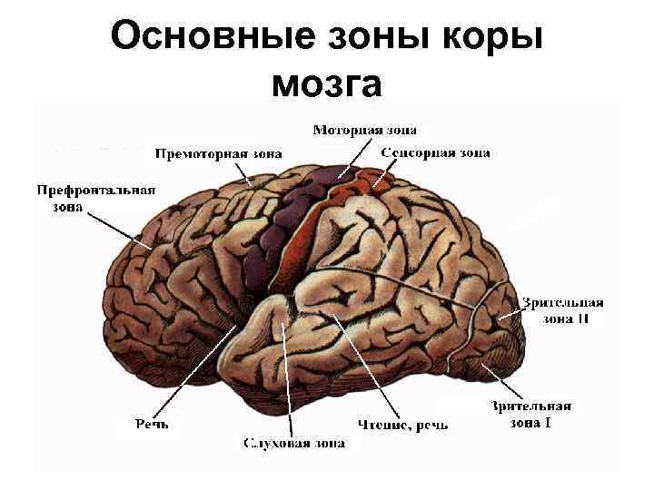 Основные зоны коры мозга 