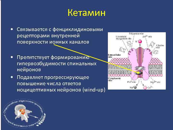 Кетамин • Связывается с фенциклидиновыми рецепторами внутренней поверхности ионных каналов • Препятствует формированию гипервозбудимости