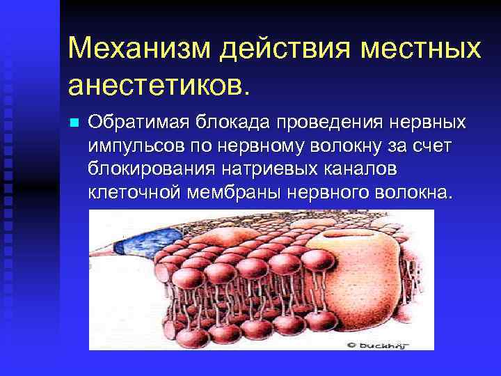 Механизм действия местных анестетиков. n Обратимая блокада проведения нервных импульсов по нервному волокну за