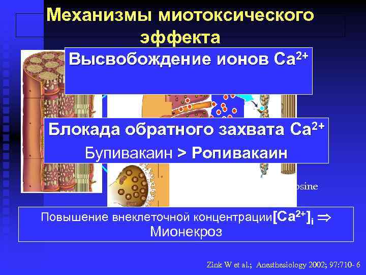 Механизмы миотоксического эффекта SR Высвобождение ионов Ca 2+ Блокада обратного захвата Ca 2+ Бупивакаин
