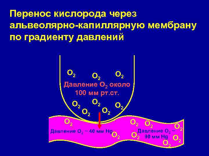 Перенос кислорода через альвеолярно-капиллярную мембрану по градиенту давлений О 2 О 2 О 2