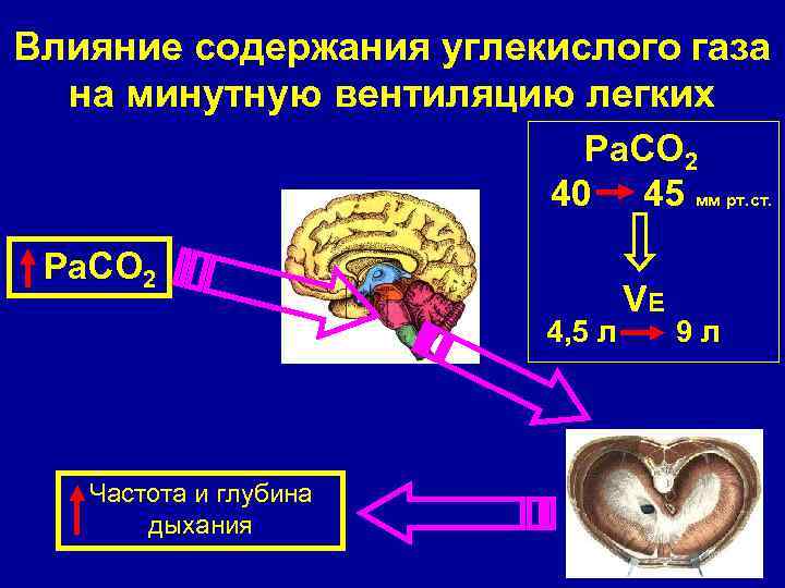 Влияние содержания углекислого газа на минутную вентиляцию легких Ра. СО 2 40 45 мм