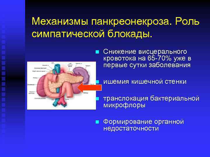 Механизмы панкреонекроза. Роль симпатической блокады. n Снижение висцерального кровотока на 65 -70% уже в