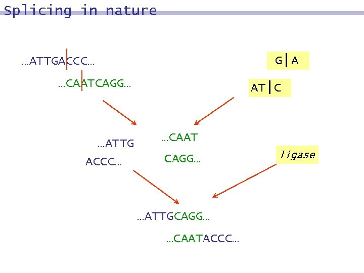 Splicing in nature G|A …ATTGACCC… …CAATCAGG… …ATTG ACCC… AT|C …CAAT CAGG… …ATTGCAGG… …CAATACCC… ligase