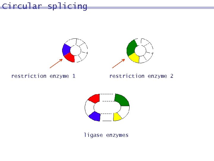 Circular splicing restriction enzyme 1 restriction enzyme 2 ligase enzymes 