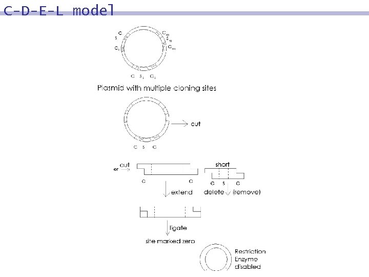 C-D-E-L model 