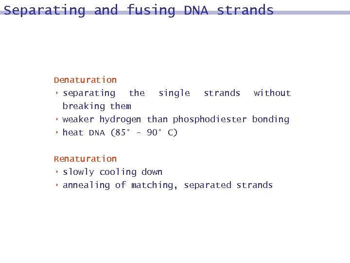 Separating and fusing DNA strands Denaturation 8 separating 8 8 the single strands without