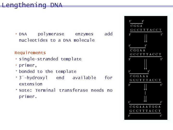 Lengthening DNA 8 DNA polymerase enzymes nucleotides to a DNA molecule add Requirements 8