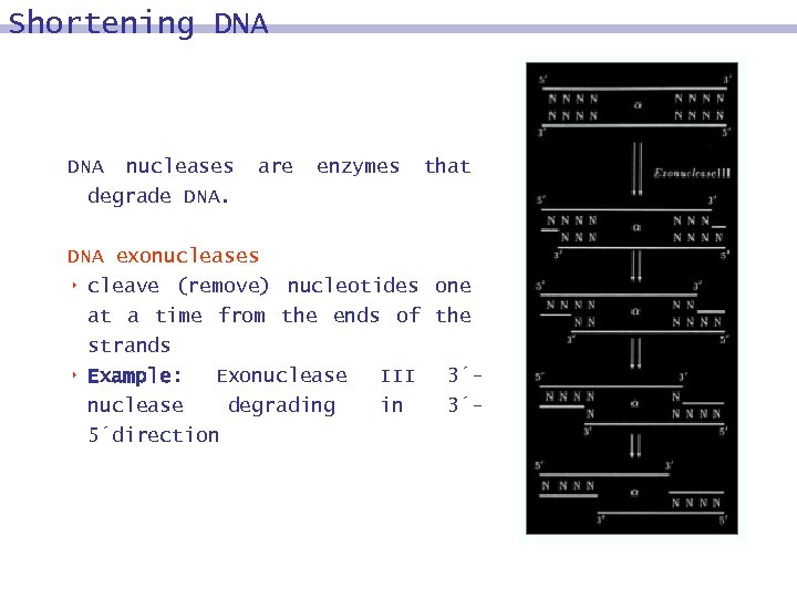 Shortening DNA nucleases degrade DNA. are enzymes that DNA exonucleases 8 cleave (remove) nucleotides