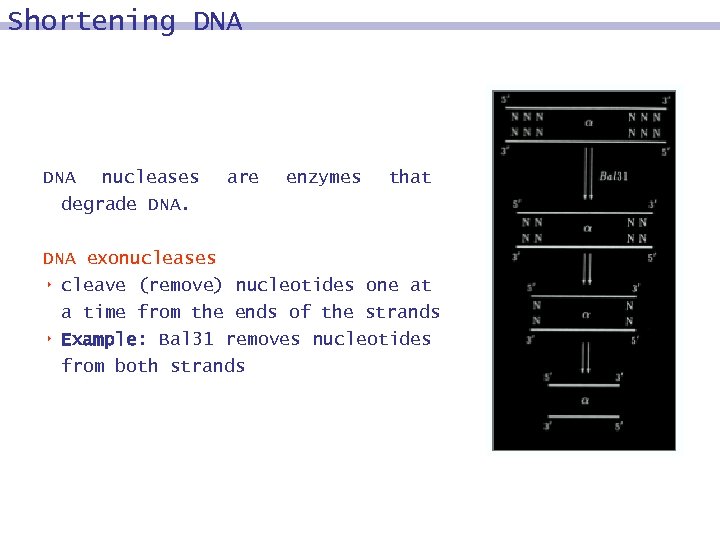 Shortening DNA nucleases degrade DNA. are enzymes that DNA exonucleases 8 cleave (remove) nucleotides