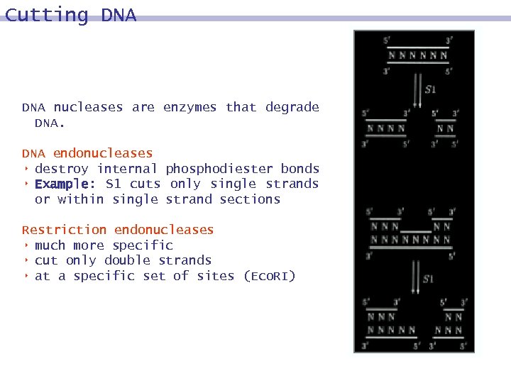 Cutting DNA nucleases are enzymes that degrade DNA endonucleases 8 destroy internal phosphodiester bonds