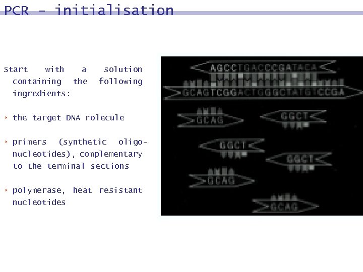 PCR - initialisation Start with containing a the solution following ingredients: 8 the target