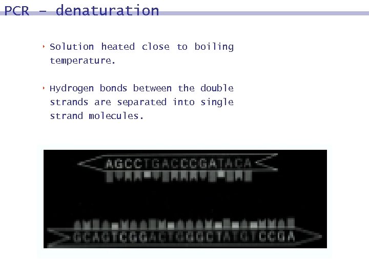 PCR – denaturation 8 Solution heated close to boiling temperature. 8 Hydrogen bonds between