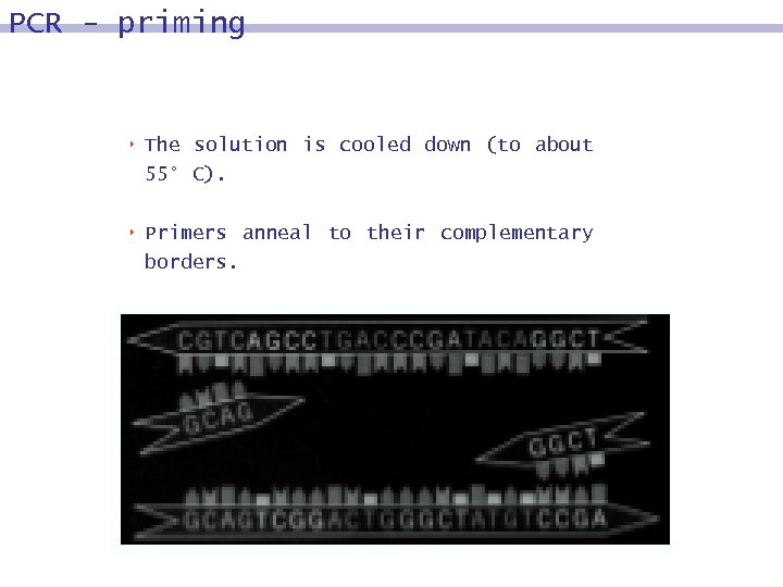 PCR - priming 8 The solution is cooled down (to about 55° C). 8