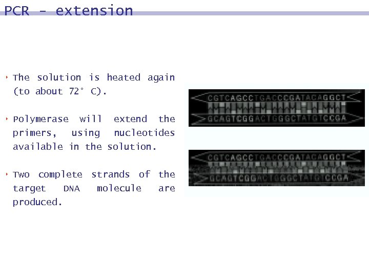 PCR - extension 8 The solution is heated again (to about 72° C). 8