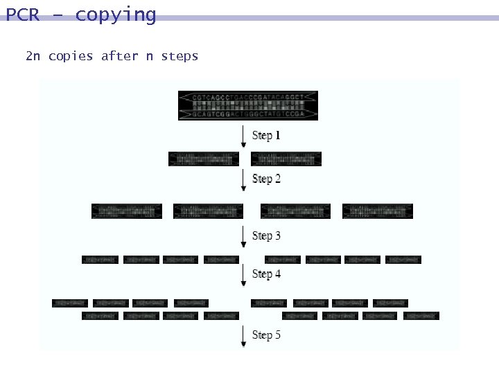 PCR – copying 2 n copies after n steps 