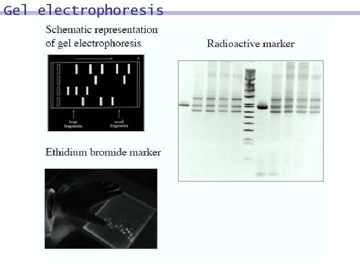 Gel electrophoresis 