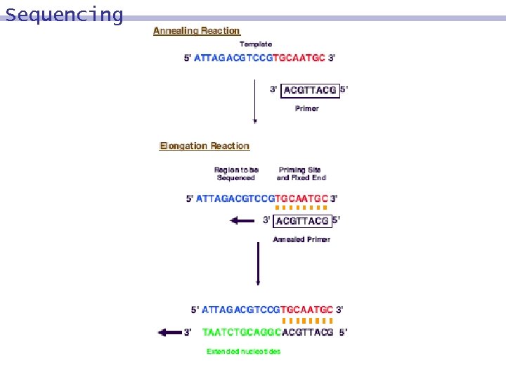 Sequencing 