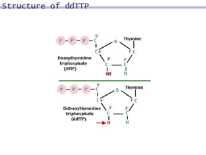 Structure of dd. TTP 