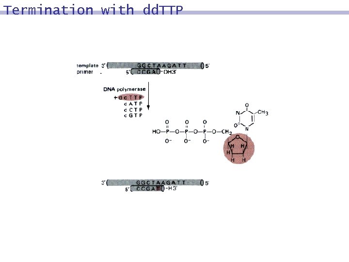 Termination with dd. TTP 