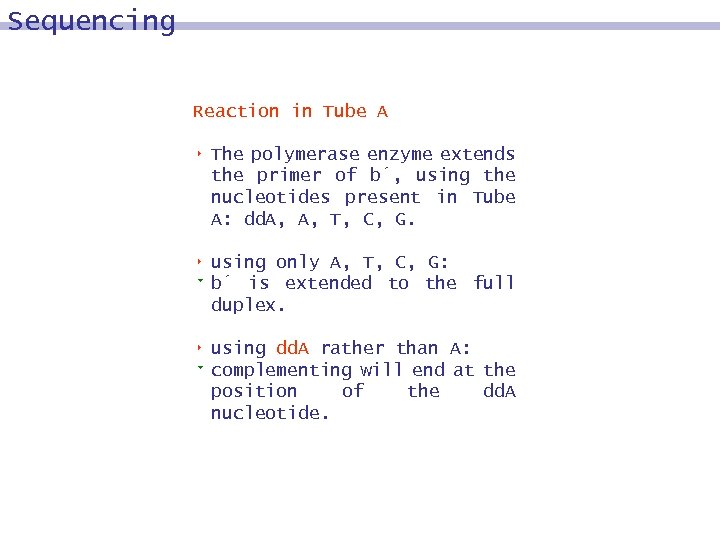 Sequencing Reaction in Tube A 8 The polymerase enzyme extends the primer of b´,