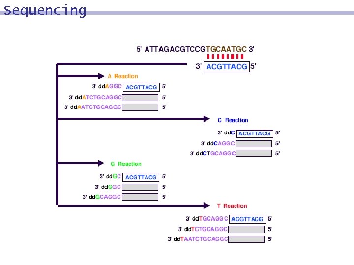 Sequencing 