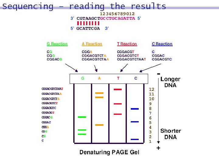 Sequencing – reading the results 