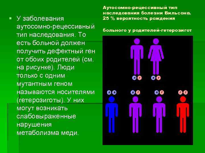 § У заболевания аутосомно-рецессивный тип наследования. То есть больной должен получить дефектный ген от