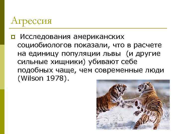 Агрессия p Исследования американских социобиологов показали, что в расчете на единицу популяции львы (и