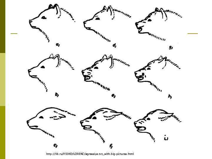 http: //lib. ru/PSIHO/LORENC/agressiya. txt_with-big-pictures. html 