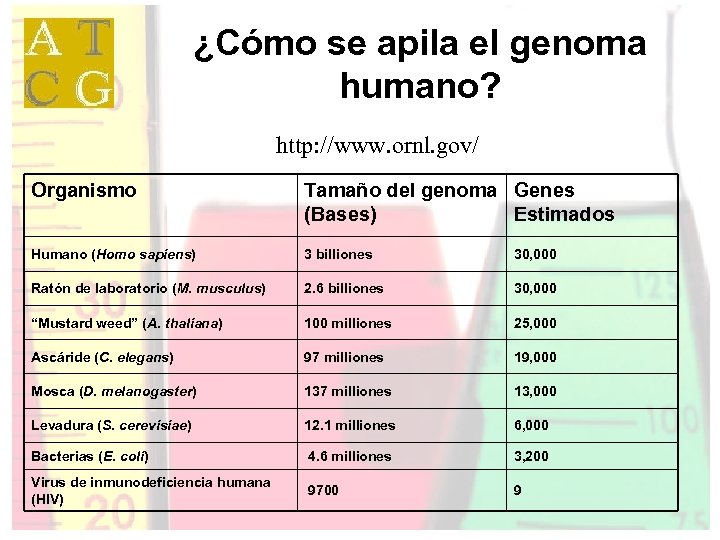 ¿Cómo se apila el genoma humano? http: //www. ornl. gov/ Organismo Tamaño del genoma