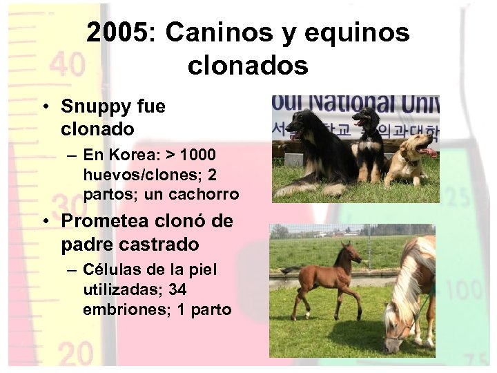 2005: Caninos y equinos clonados • Snuppy fue clonado – En Korea: > 1000