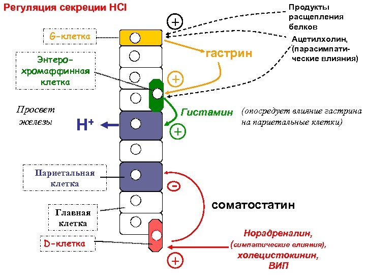 Общая схема селекции гетерозисных гибридов