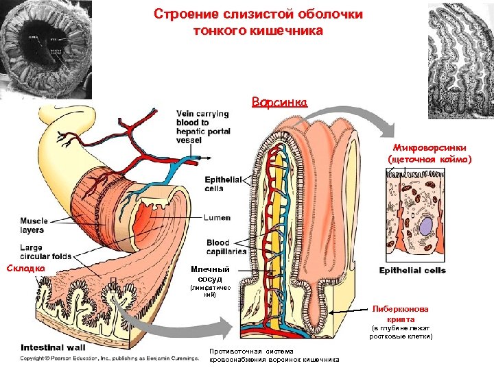 Строение слизистой оболочки тонкого кишечника Ворсинка Микроворсинки (щеточная кайма) Складка Млечный сосуд (лимфатичес кий)