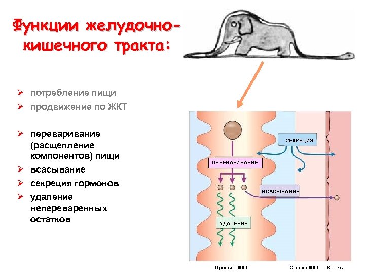 Функции желудочнокишечного тракта: Ø потребление пищи Ø продвижение по ЖКТ Ø переваривание (расщепление компонентов)