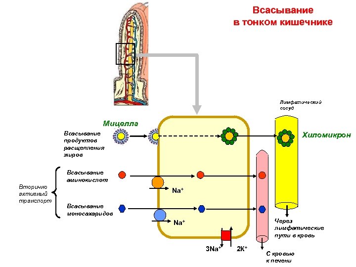 Всасывание в тонком кишечнике Лимфатический сосуд Мицелла Всасывание продуктов расщепления жиров Хиломикрон Всасывание аминокислот