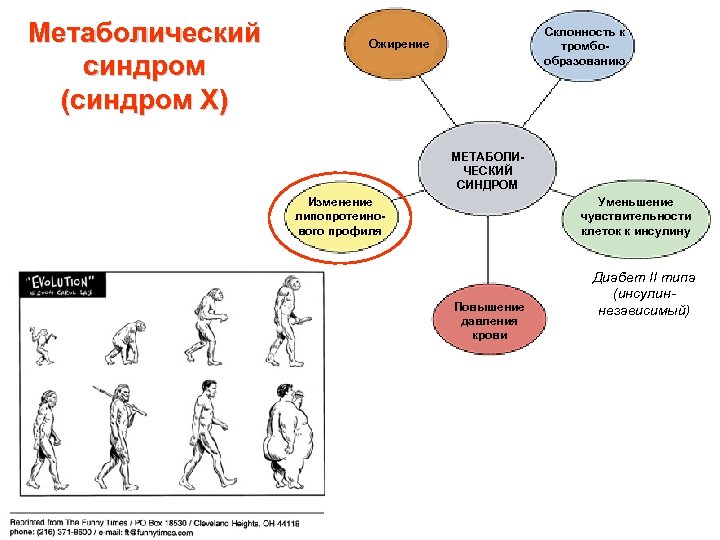 Метаболический синдром (синдром Х) Склонность к тромбообразованию Ожирение МЕТАБОЛИЧЕСКИЙ СИНДРОМ Изменение липопротеинового профиля Уменьшение