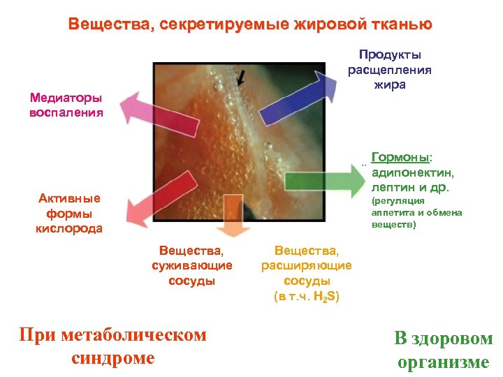 Вещества, секретируемые жировой тканью Продукты расщепления жира Медиаторы воспаления Гормоны: адипонектин, лептин и др.