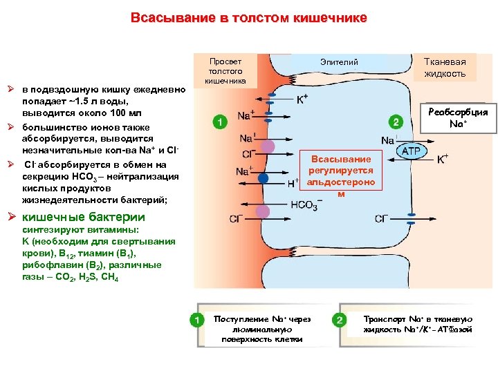 Всасывание в толстом кишечнике Ø в подвздошную кишку ежедневно попадает ~1. 5 л воды,