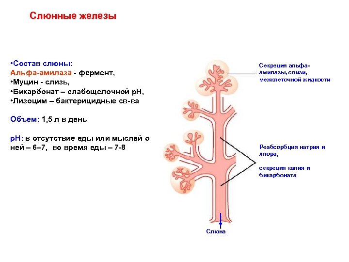 Состав железы