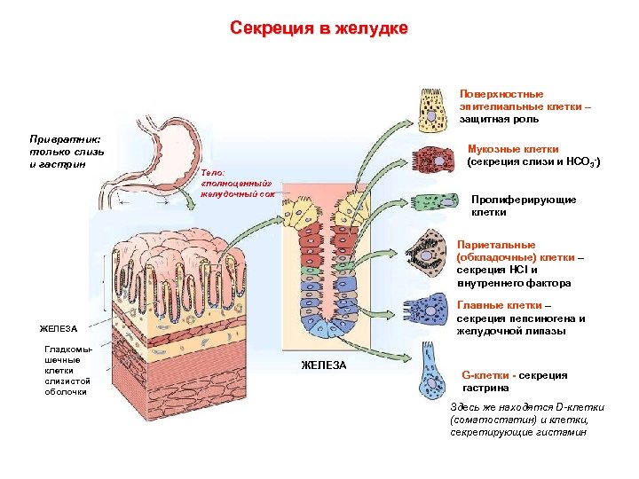 Секреция в желудке Поверхностные эпителиальные клетки – защитная роль Привратник: только слизь и гастрин