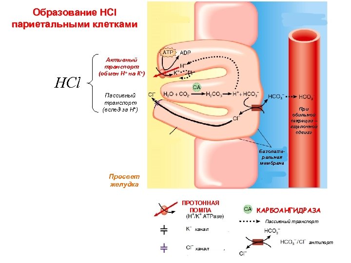 Образование HCl париетальными клетками HCl Активный транспорт (обмен Н+ на К+) Пассивный транспорт (вслед