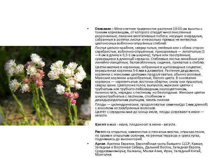  • • Описание : Многолетнее травянистое растение 10 -30 см высоты с тонким